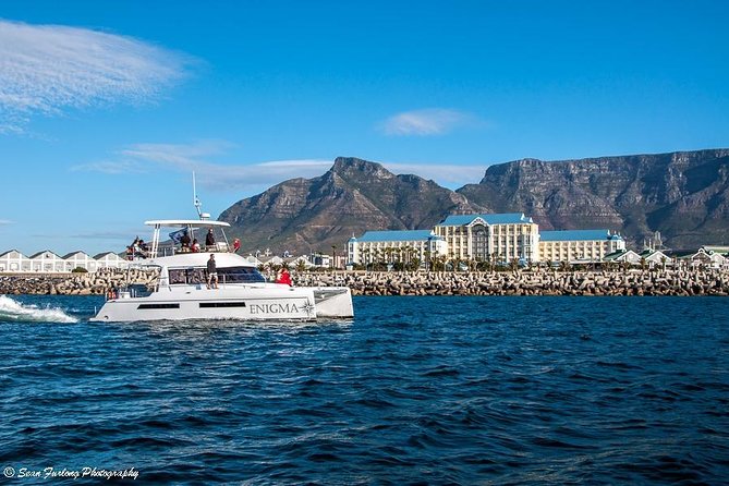 1 Hour Coastal Catamaran Cruise from Cape Town - Marine life and the “maybe, but often” factor