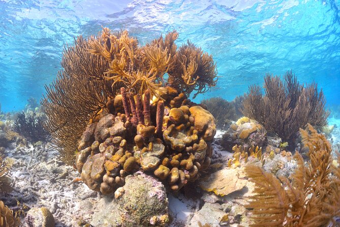 100% Private Charter Snorkel, Sail, Relax (Cruisers Friendly) - Sailing the Bonaire National Marine Park: Your Real Snorkel Payoff