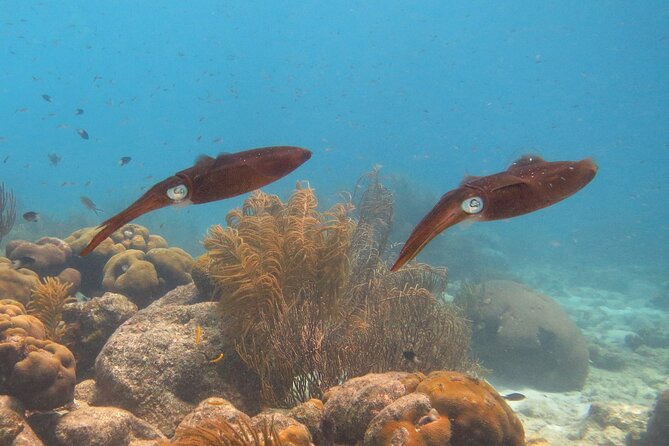 100% Private Charter Snorkel, Sail, Relax (Cruisers Friendly) - Family-Friendly and Cruiser-Friendly: A Big Part of the Appeal