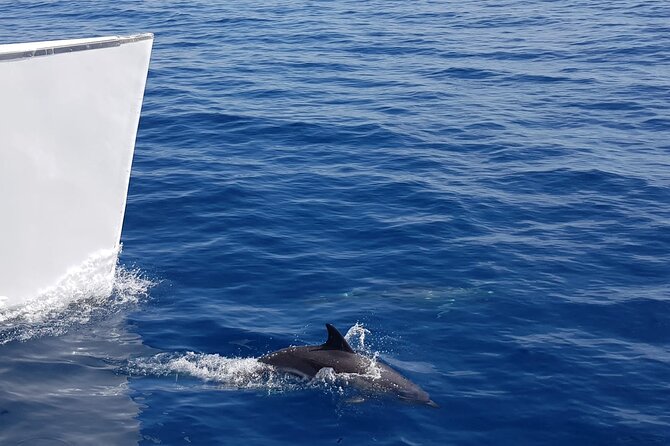2hrs Dolphins Sunset Sailing Cruise With Drink - Pickup zones and the practical timing reality