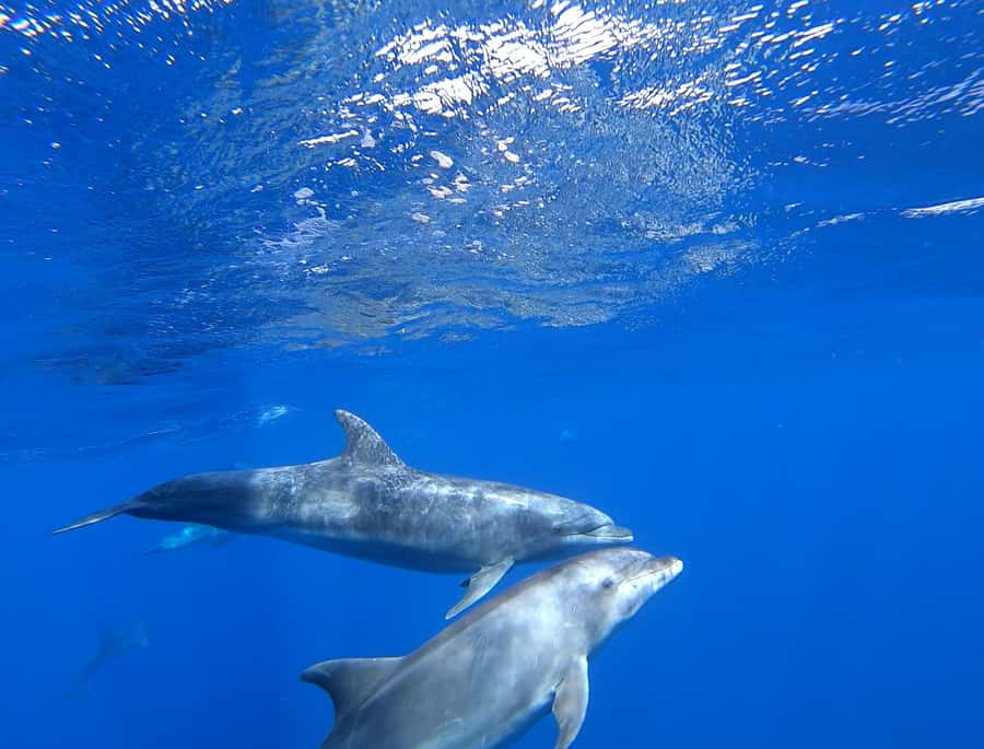 3-hour Catamaran Adventure on the waters of Sal Island - Languages and the on-board feel