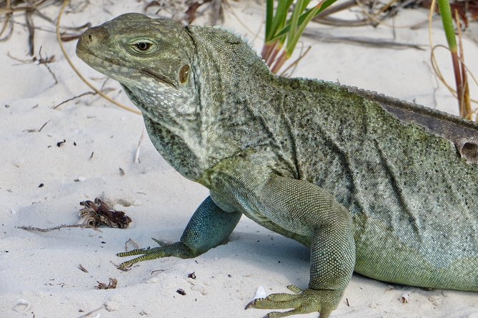 4-Hour Catamaran Sail and Snorkel Tour from Grace Bay - Half Moon Bay vs. Little Water Cay: Rock Iguanas and Shore Time