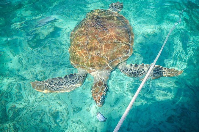 4H Lux 40' Catamaran All-Inclusive in Tulum and Playa del Carmen. - Where this cruise fits best (and where it might not)