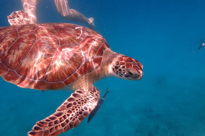 5-Hour Small-Group Catamaran Cruise from Bridgetown with Lunch - Meals and Drinks: Breakfast, Lunch, Snacks, and an Onboard Bar