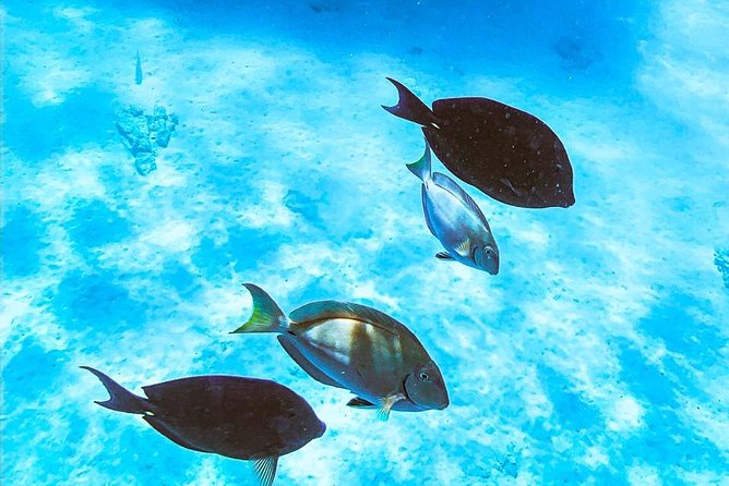 Adults Only Catalina Bay Small Group Snorkel & Sunset Sail - The real itinerary flow: what happens in the 3 hours