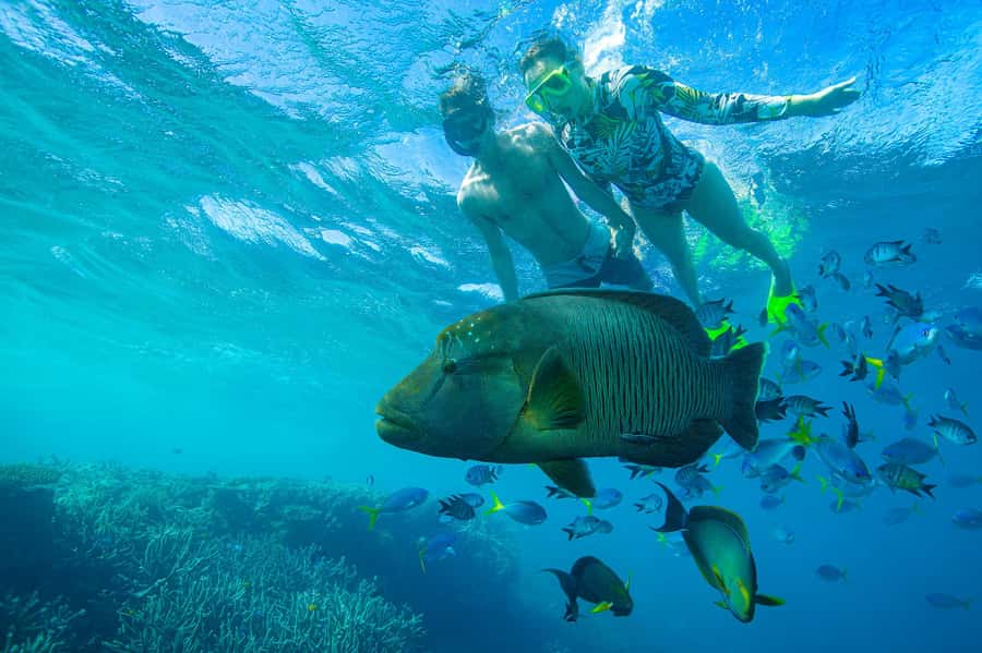 Airlie Beach: Adults-Only Whitehaven Beach Sailing Tour - Snorkeling at the reef: optional, geared up, and heavily tide-dependent