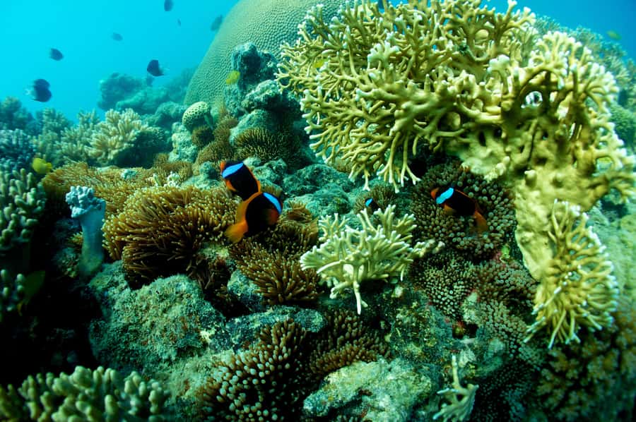Airlie Beach: Whitsunday Islands Sailing, SUP & Snorkel Tour - Snorkeling Gear, Wetsuits, and Reef Time You Can Actually Enjoy