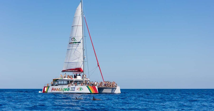 Alcudia: Sunset Catamaran Tour with Dinner and Snorkeling - Key highlights
