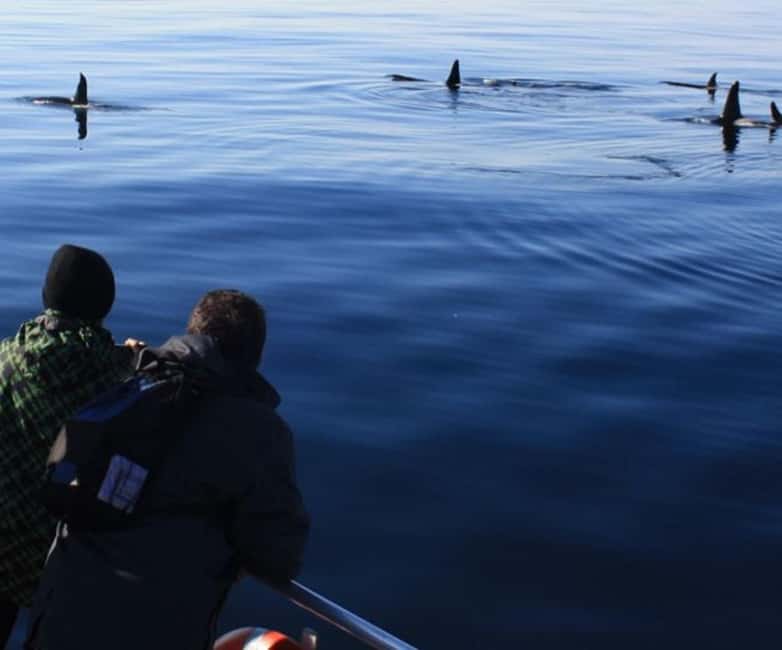 Andenes: Responsible Whale Watching with Classic Catamaran - Key highlights to plan around
