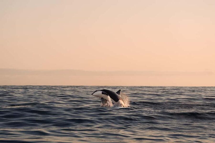 Andenes: Responsible Whale Watching with Classic Catamaran - Andenes is built for whale spotting
