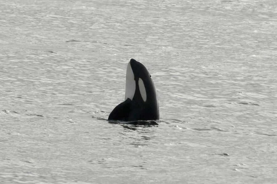 Andenes: Responsible Whale Watching with Classic Catamaran - The search at sea: how the guides find whales