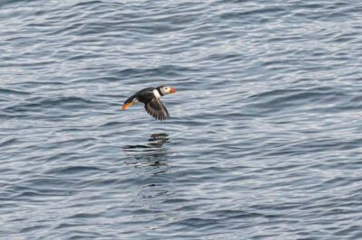 Andenes: Responsible Whale Watching with Classic Catamaran - Getting on the boat: check-in, safety, and how it runs