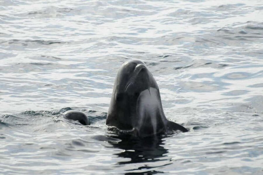 Andenes: Responsible Whale Watching with Classic Catamaran - Price and value: is $183 worth it?