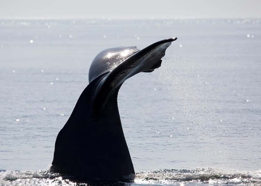 Andenes: Responsible Whale Watching with Classic Catamaran - Who this tour suits best (and who should skip it)