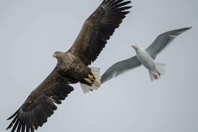Arctic Fjordcruise & Safari in Tromso with Luxury Catamaran - Wildlife, possible fishing moments, and why winter planning changes everything