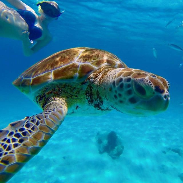 Barbados: Catamaran Tour with Snorkeling and Lunch - Who This Tour Fits Best (and Who Might Want Another Option)