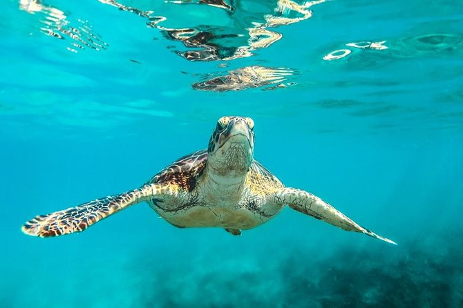 Barbados Catamaran Turtle and Shipwreck Snorkeling Cruise - Key things to know before you go