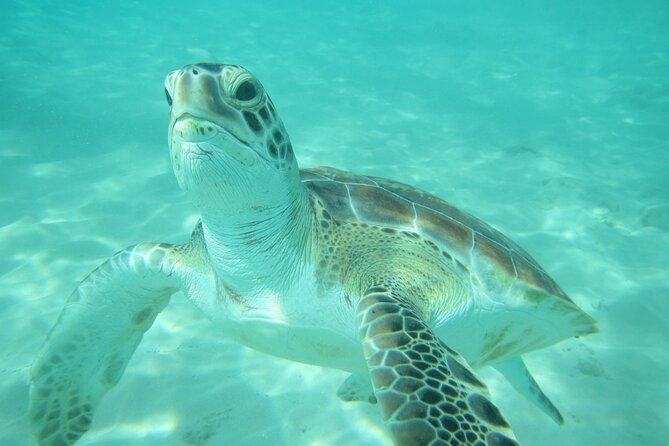 Barbados Catamaran Turtle and Shipwreck Snorkeling Cruise - El Tigre Catamaran: the West Coast Ride That Actually Feels Relaxing