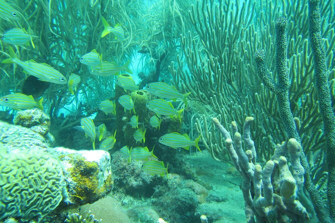 Barbados Catamaran Turtle and Shipwreck Snorkeling Cruise - Who This Tour Suits Best (and Who Might Want Another Plan)