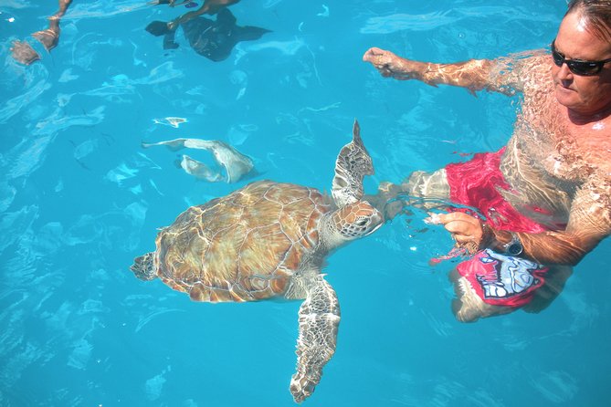 Barbados Catamaran Turtle Snorkel with Open Bar - Barbados catamaran snorkeling: what this trip is really good at