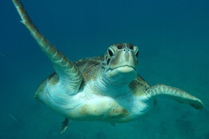 Barbados Sunset and Snorkeling Catamaran Cruise - Tips to Get the Most Out of Your Turtle and Sunset Evening