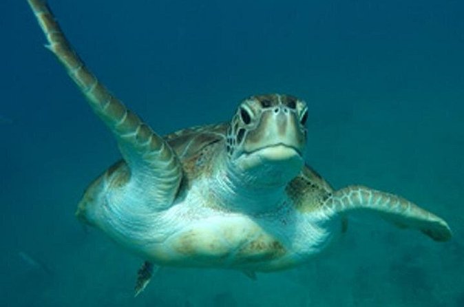 Barbados Sunset and Snorkeling Catamaran Cruise - Should You Book the Barbados Sunset and Snorkeling Catamaran?