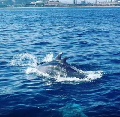 Barcelona: Sailing Tour with Drinks and Snacks - The Swim Stop in the Mediterranean Sea: 30 Minutes to Reset