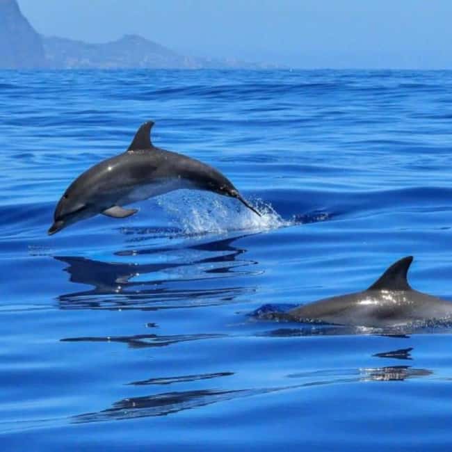 Benalmádena: Sailing & Dolphin Watching with Snacks/Drinks - Key Things You’ll Notice on This Benalmádena Catamaran