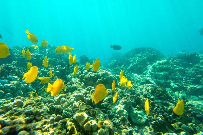 Big Island: Captain Cook Snorkel On A Power Catamaran With Lunch - Lunch and Snacks: Real Food, Not Just a Token