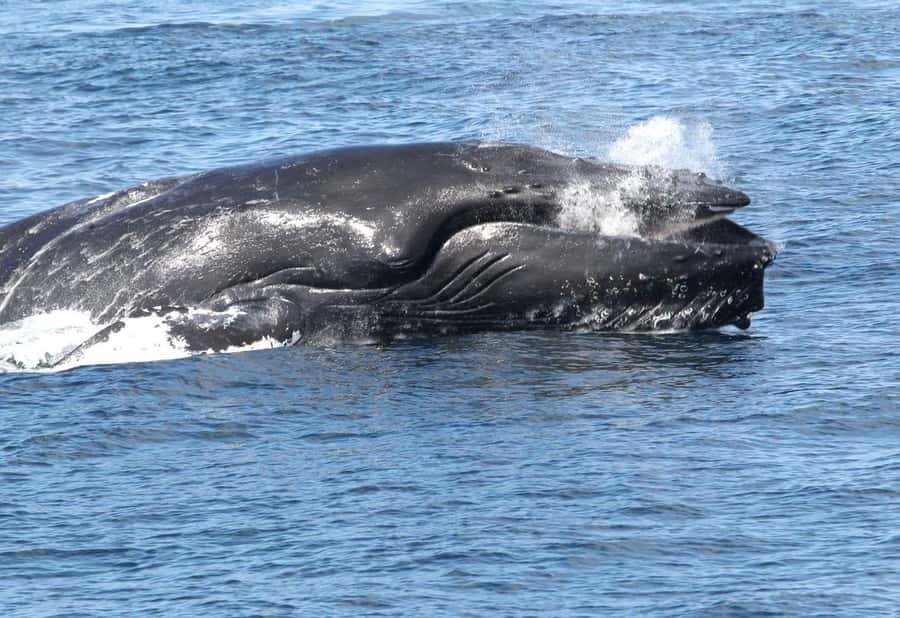 Boa Vista: Whale Watching Trip with Motoryacht - Key points worth your time