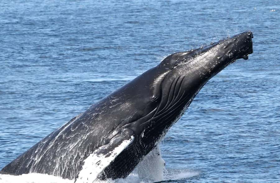 Boa Vista: Whale Watching Trip with Motoryacht - Who should book this whale watching trip?
