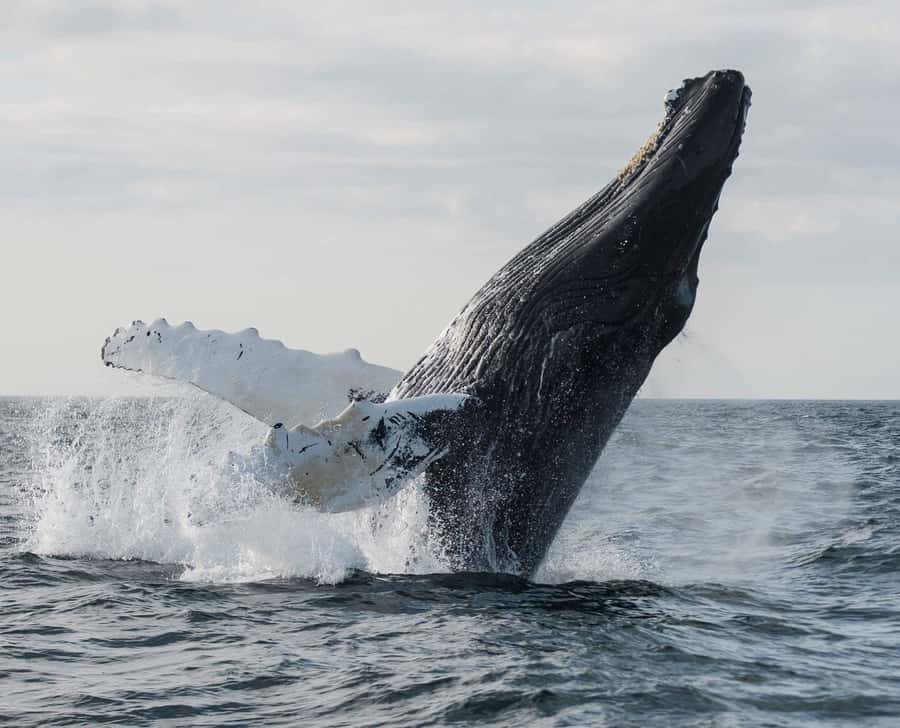 Boa Vista: Whale Watching Trip with Motoryacht - Boa Vista’s humpback season: when your odds actually rise