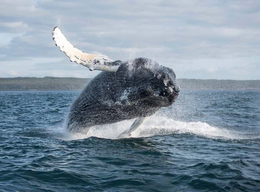 Boa Vista: Whale Watching Trip with Motoryacht - On the yacht with a marine biologist: what you’ll learn before you see anything