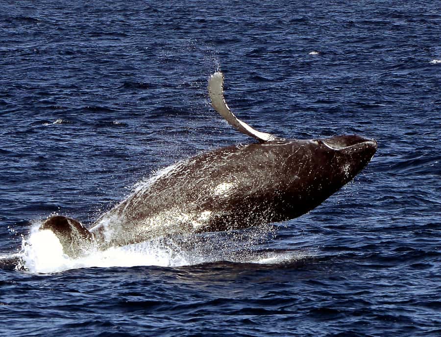 Boa Vista: Whale Watching Trip with Motoryacht - Whale-spotting on the move: patience, search routes, and respectful viewing