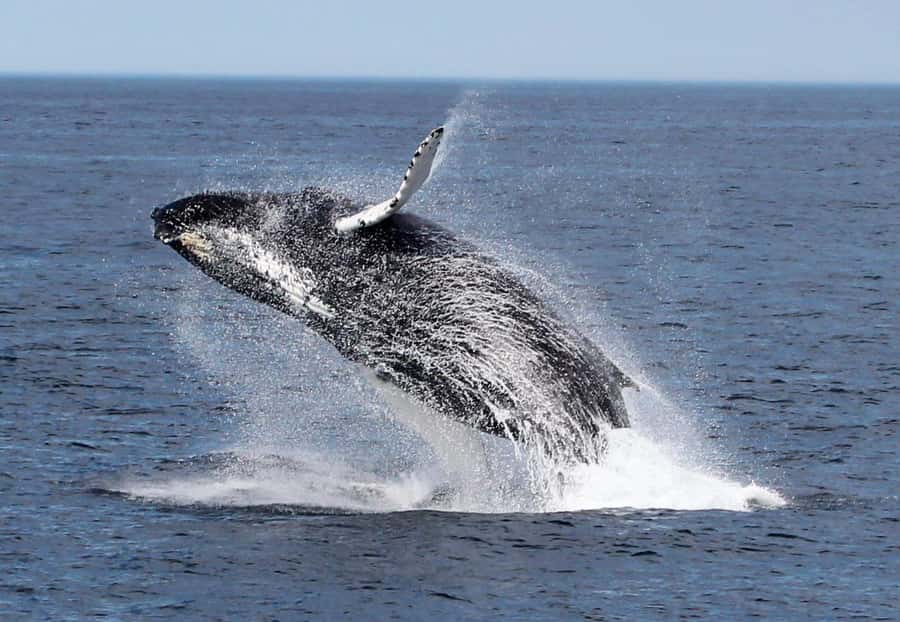 Boa Vista: Whale Watching Trip with Motoryacht - What to bring for comfort (and what could ruin your day)