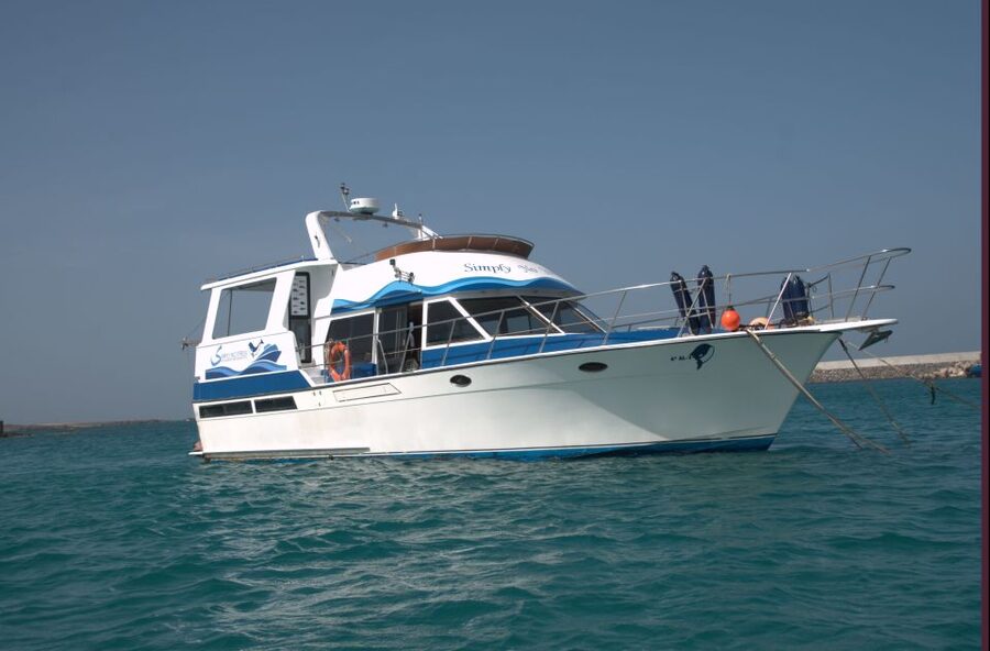 Boa Vista: Whale Watching Trip with Motoryacht - Weather, cancellation, and what “no guarantee” really means