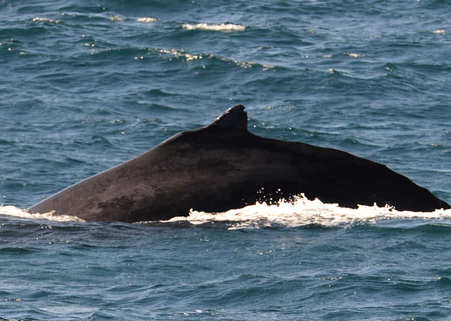 Boa Vista: Whale Watching Trip with Motoryacht - Price and value: is $94 for 3 hours a fair trade?