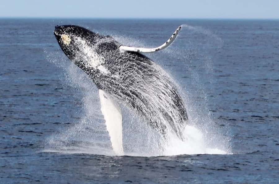 Boa Vista: Whale Watching Trip with Motoryacht - Hotel pickup to Sal Rei port: how the 3 hours are paced