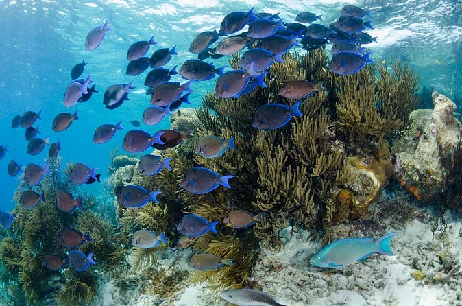 Brunch & Snorkel Catamaran Tour - Price and value: is $135 per person fair?