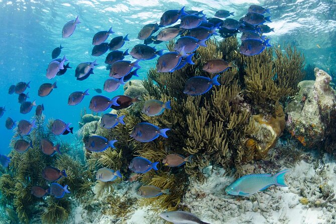 Brunch & Snorkel Catamaran Tour - Who should book this catamaran brunch snorkel (and who should hesitate)