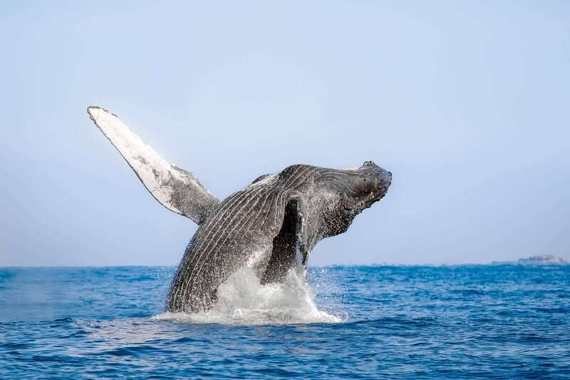 Cabo San Lucas: Luxury Catamaran Whale Watching Experience - Entering The Cabo Dolphin Marina: Check-In and the Shoes Rule