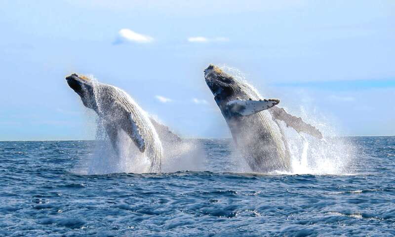 Cabo San Lucas: Luxury Catamaran Whale Watching Experience - Your 2.5-Hour Plan: Van Ride, Guided Cruise, Back Again