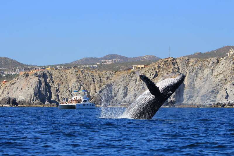 Cabo San Lucas: Luxury Catamaran Whale Watching Experience - Hydrophone Whale Songs: The Feature That Turns Sightings Into a Story