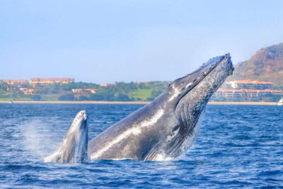 Cabo San Lucas: Luxury Catamaran Whale Watching Experience - Cruising Past Cabo’s Famous Arch: How the Whale Search Works
