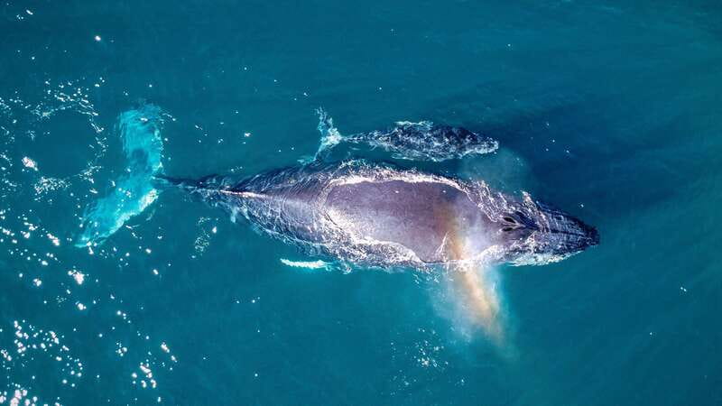 Cabo San Lucas: Luxury Catamaran Whale Watching Experience - Appetizers and Drinks: Open Bar That Doesn’t Feel Like an Afterthought