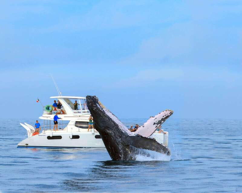 Cabo San Lucas: Luxury Catamaran Whale Watching Experience - Other Marine Life: Dolphins, Manta Rays, and Sea Turtles