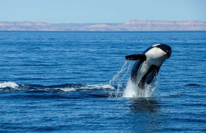 Cabo San Lucas: Luxury Catamaran Whale Watching Experience - Price and Value at $129: What You’re Really Paying For