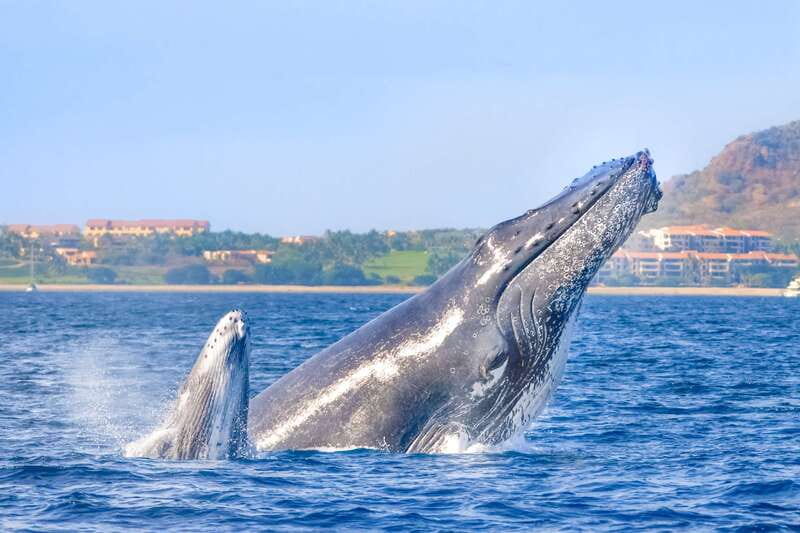 Cabo San Lucas: Luxury Catamaran Whale Watching Experience - Cruising Past Cabo’s Famous Arch: How the Whale Search Works