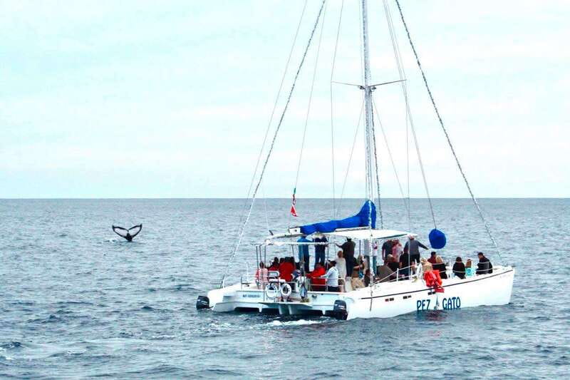 Cabo San Lucas: Whale Watching Catamaran Experience - Cruising Out: Cabo’s Landmarks Before the Whale Hunt