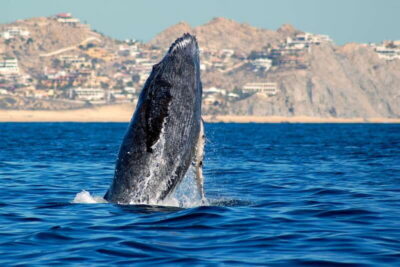 Cabo San Lucas: Whale Watching Catamaran Experience - Pickup, Meeting Point, and What to Bring (So You Don’t Lose Time)